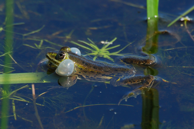 Rane........ma che specie?????? - Pelophylax spp. (Bolgheri)